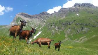 Ziegensenntum Grindelwald