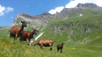 Ziegensenntum Steessiboden